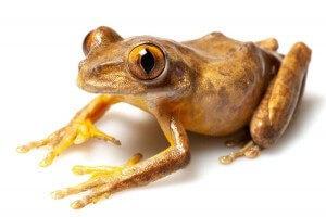 Leptopelis rufus